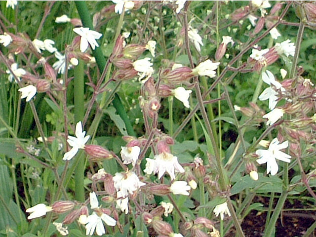 Silene alba