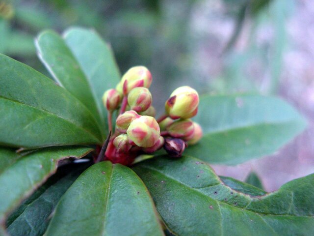 Red-pedicel Baeberry