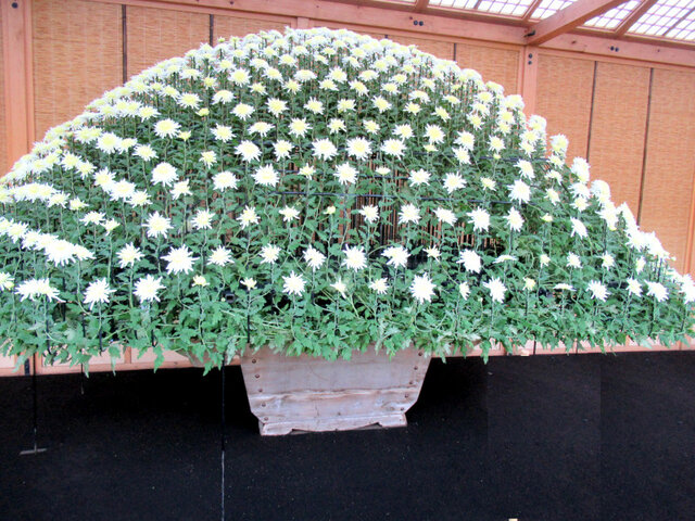 Chrysanthemum 1000 Blossoms