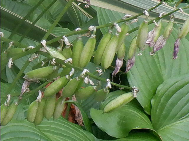 Hosta sieboldiana