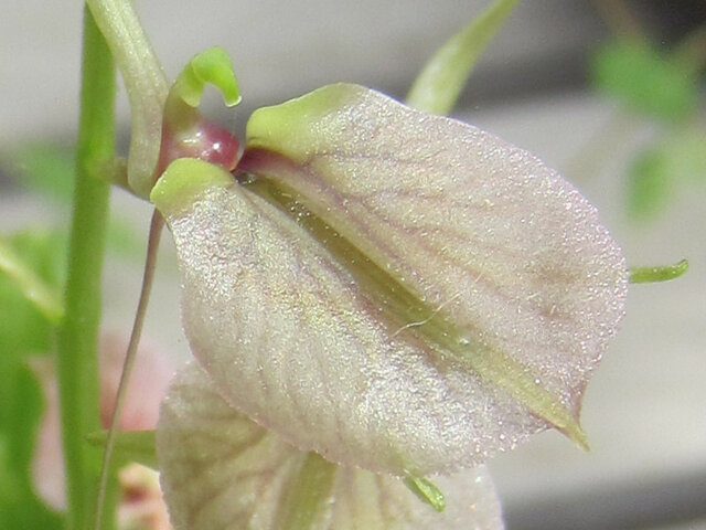 朝鮮半島の花 かぎけん花図鑑