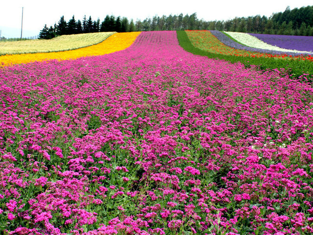 Silene armeria