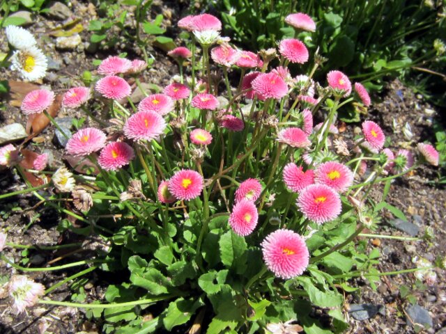 Bellis perennis