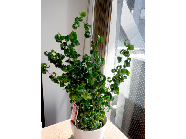 Ficus benjamina 'barok'