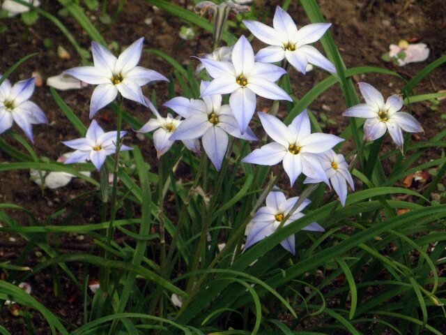 Sspring starflower