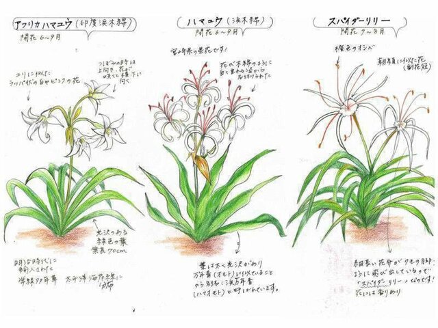  Crinum asiaticum var. japonicum