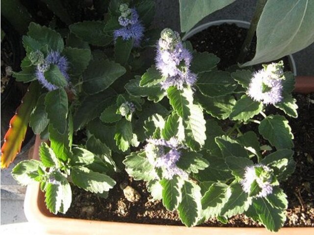 Image of A Caryopteris incana plant in a hedgerow