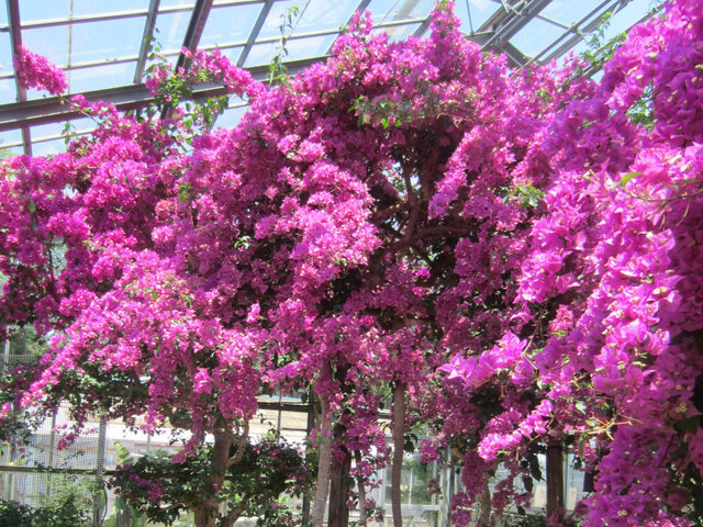 Bougainvillea