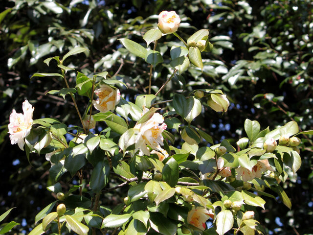 山茶花　潅花絞