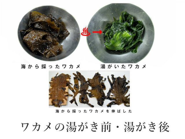 Wakame seaweed