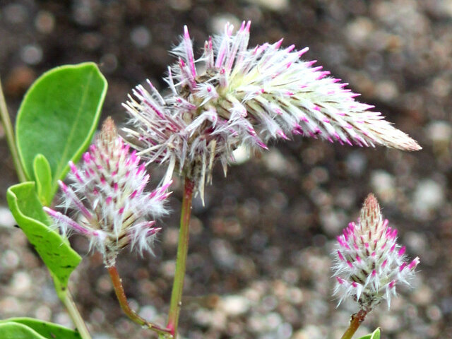 8月のピンクの花【特集】