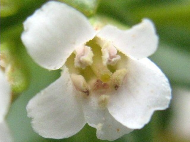 Lysimachia mauritiana