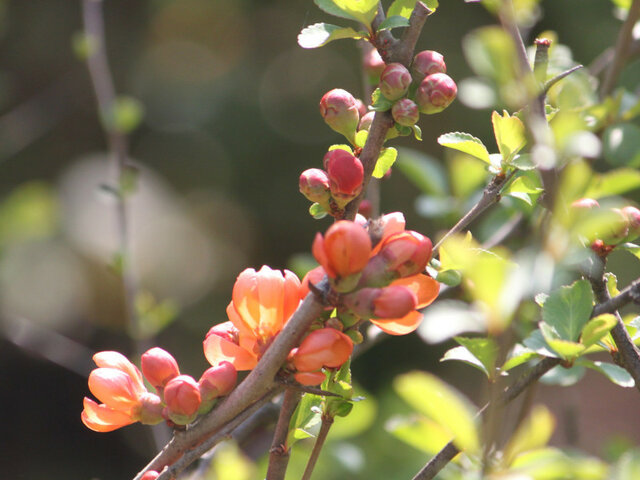 Japanese quince