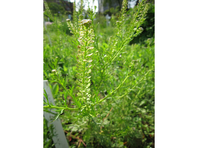 Lepidium bonariense