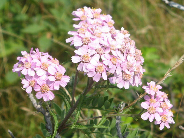 Achillea japonica