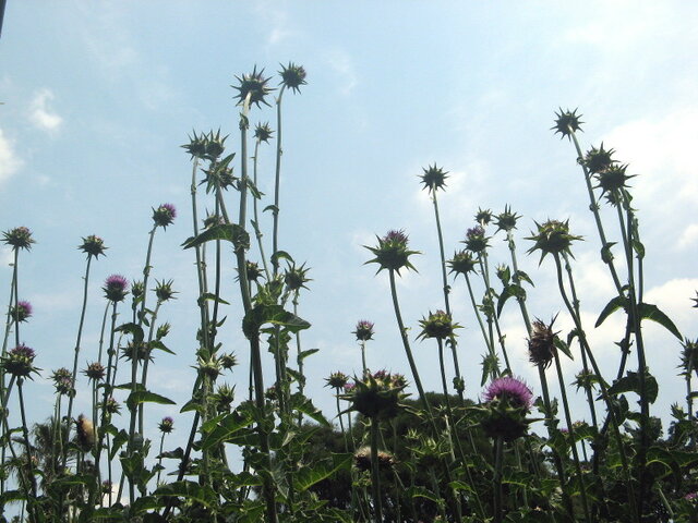 Silybum marianum