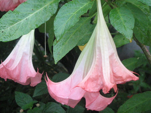 Brugmansia