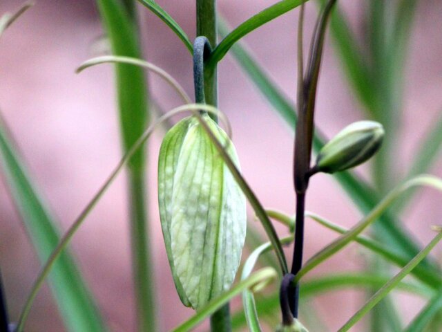 Fritillaria