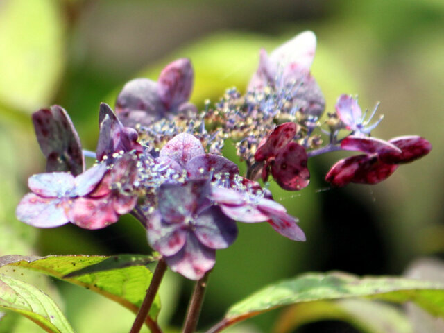 山绣球花的种类学名 Hydrangea Serrata 科技研花图画书