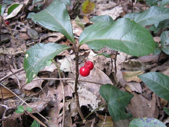 Ardisia japonica