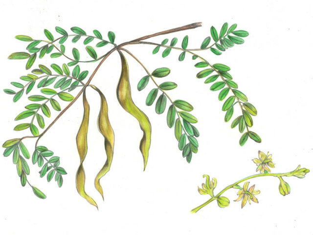 Gleditsia sinensis