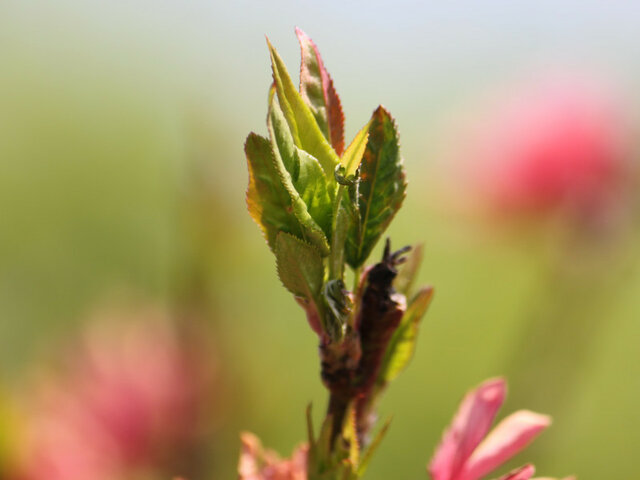 Prunus persica