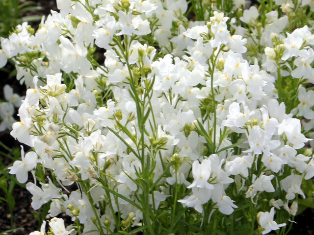 clovenlip toadflax