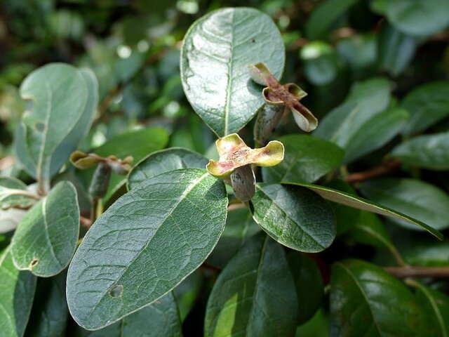 Feijoa