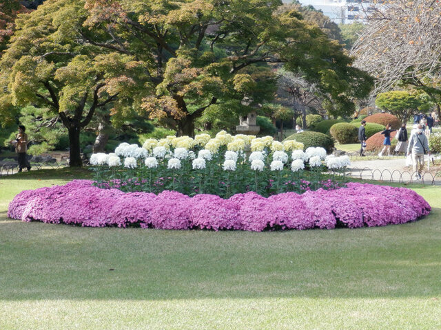 Chrysanthemum morifolium