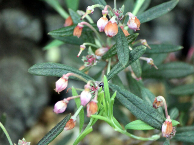 Andromeda polifolia