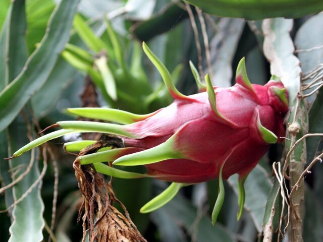 Hylocereus undatus