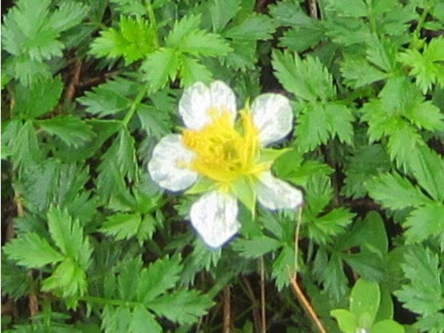 チングルマ Geum Pentapetalum かぎけん花図鑑