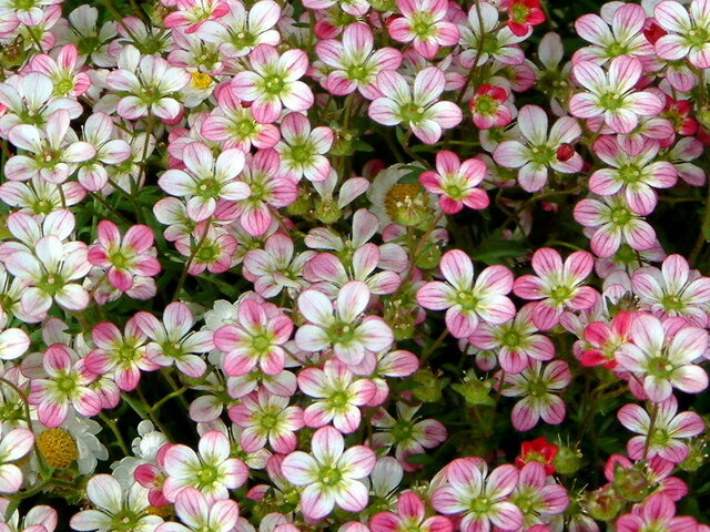 Saxifraga Mossy