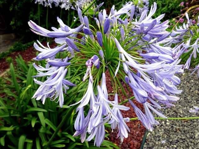 Agapanthus