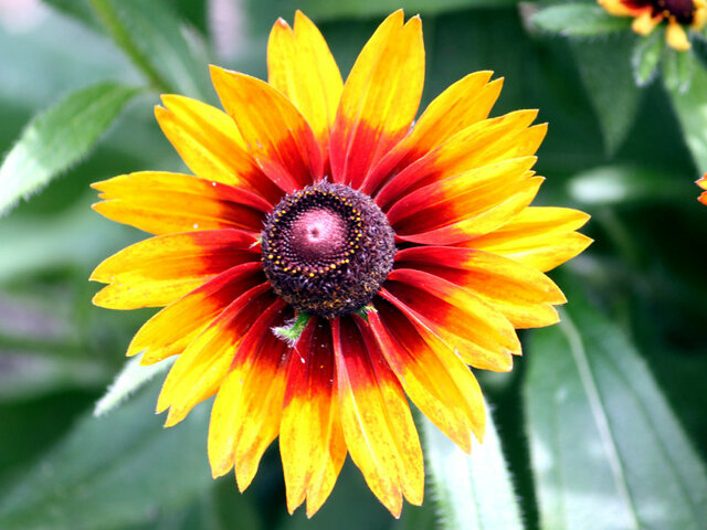  Rudbeckia