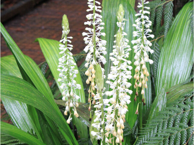 Calanthe hololeuca