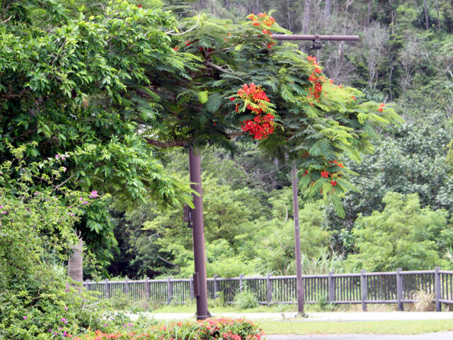 African Tulip Tree