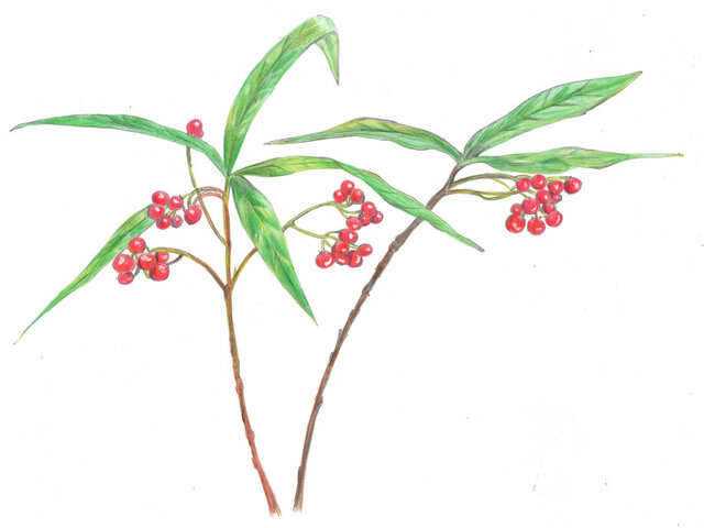 Ardisia japonica