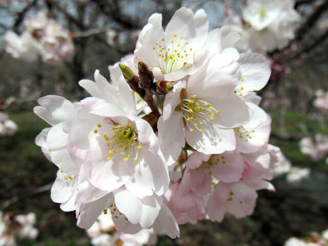 桜 細井桜（ホソイザクラ）