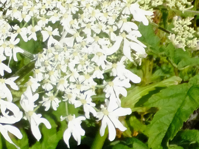 Heracleum lanatum