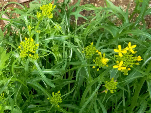 日本蕪菁