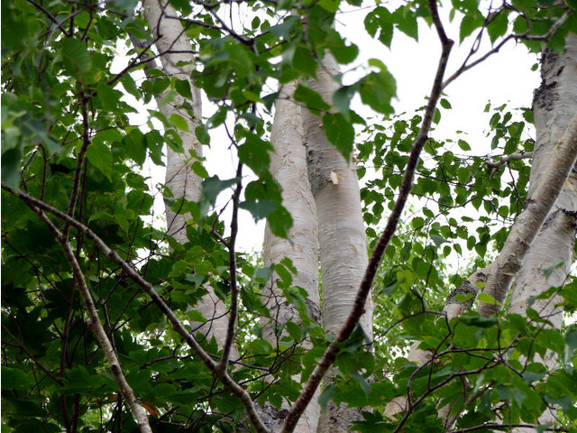 Betula ermanii