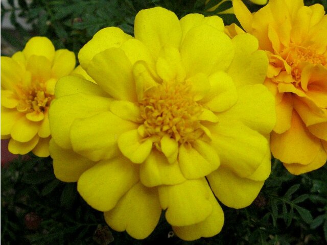 French marigold