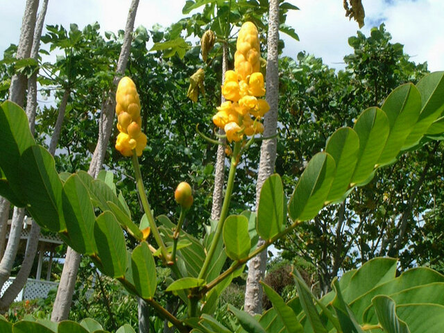 Candle Bush