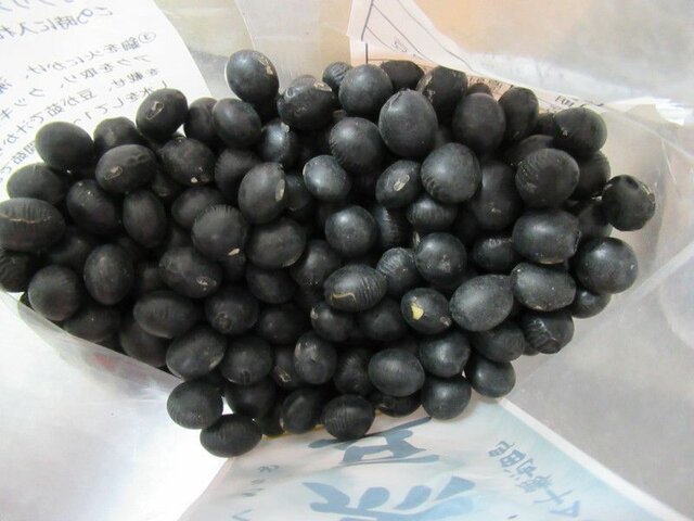 クロマメ | Glycine max 'kuromame' | かぎけん花図鑑