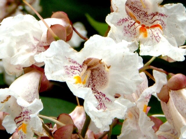 Catalpa speciosa