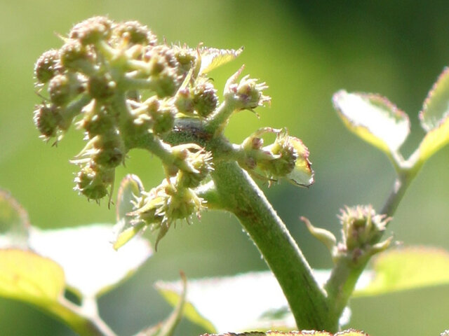 Aralia cordata