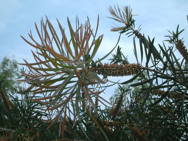 Callistemon speciosus