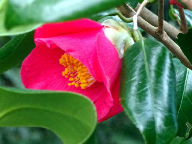 Camellia japonica