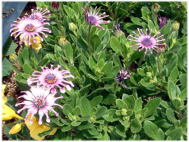 Osteospermum Cape Daisy